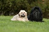 LHASSA APSO 158